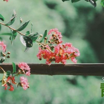 邪风曲手游bt版下载